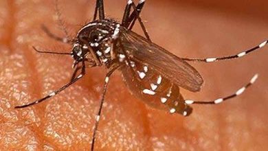 République centrafricaine : Une étude d'alerte sur le comportement diurne des moustiques du paludisme