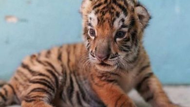 Cuba: Un 5ème bébé tigre du Bengale est né au zoo