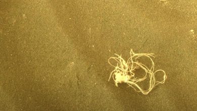 La NASA a trouvé des nouilles sur Mars ?