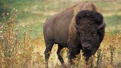 Réintroduction - Le bison est de retour au Royaume-Uni