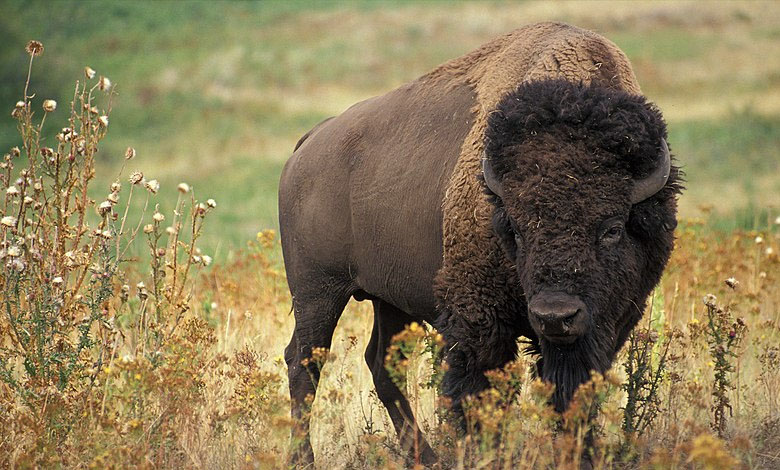 Réintroduction - Le bison est de retour au Royaume-Uni