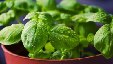 Les bienfaits de Basil - Santé