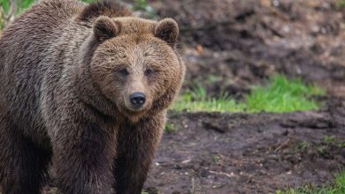 Les ours bruns peuvent détenir le secret pour vaincre la maladie
