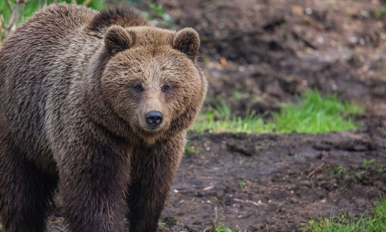 Les ours bruns peuvent détenir le secret pour vaincre la maladie