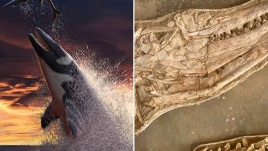 Maroc – Découverte d’un géant monstre des mers; un animal qui dévorait tout ce qu’il croisait