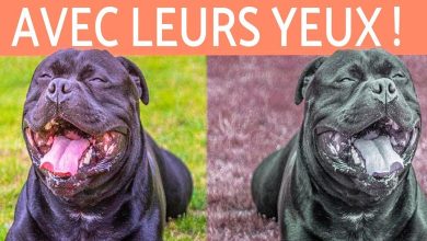 comment les chiens voient le monde