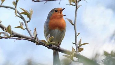 Le chant des oiseaux réduit l'anxiété