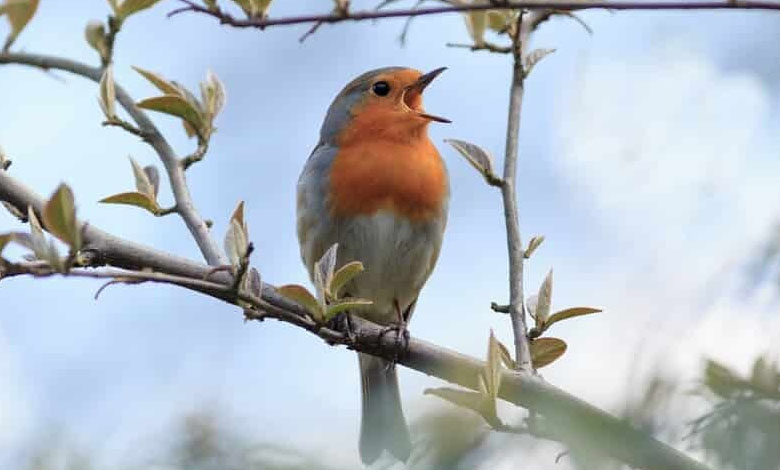 Le chant des oiseaux réduit l'anxiété