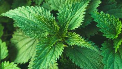 L'ortie : une plante aux nombreux bienfaits pour la santé
