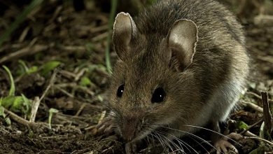 Les rats réagissent aussi à la musique, révèle une étude japonaise