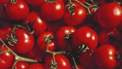 Manger des tomates pendant deux semaines serait bénéfique pour la santé