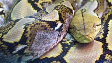 Un garçon de cinq ans survit à une attaque de python