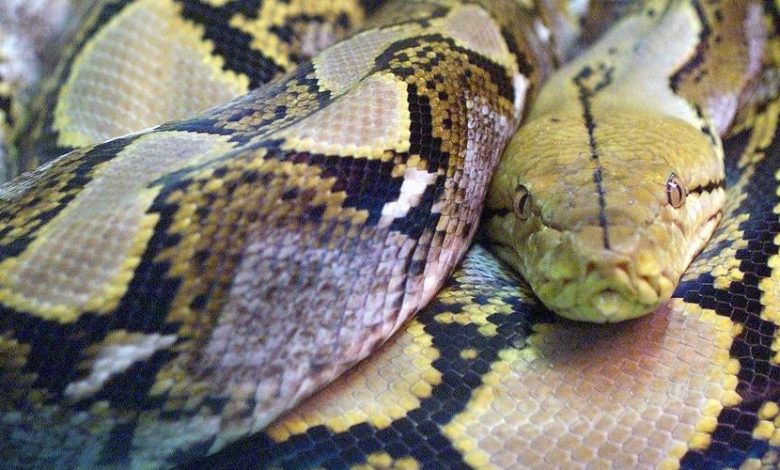 Un garçon de cinq ans survit à une attaque de python