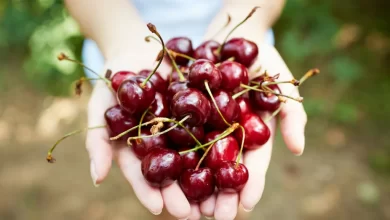 Cerises : voici les bienfaits pour la santé de ce fruit !