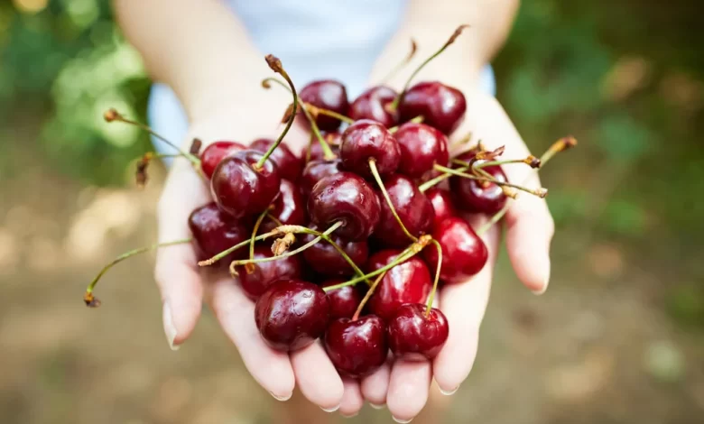 Cerises : voici les bienfaits pour la santé de ce fruit !