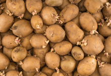 Manger des pommes de terre pour perdre du poids ?