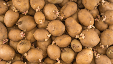 Manger des pommes de terre pour perdre du poids ?