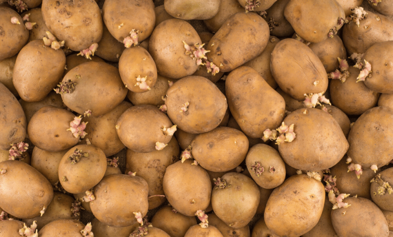 Manger des pommes de terre pour perdre du poids ?