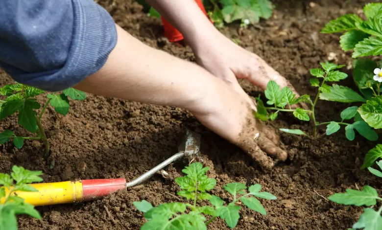 Le jardinage peut réduire le risque de cancer