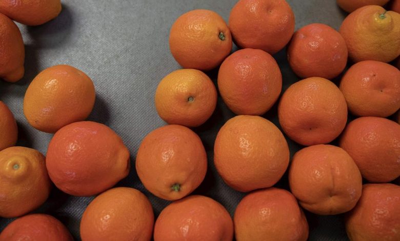 Les oranges rouges : une arme puissante dans la lutte contre les maladies cardiaques