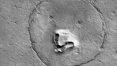 "Ours" sur Mars... une image stupéfiante qui fait sensation
