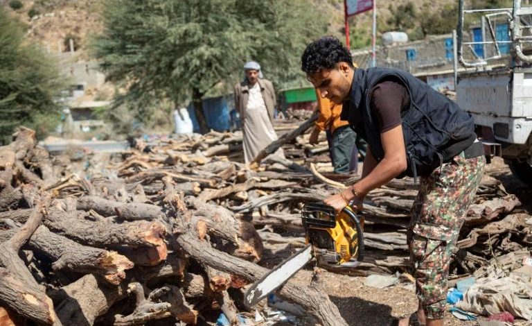 À cause du siège des Houthis, des Yéménites désespérés, arrachent des arbres précieux pour survivre