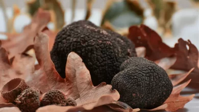 La truffe noire, star des champignons