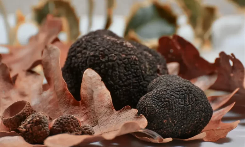 La truffe noire, star des champignons