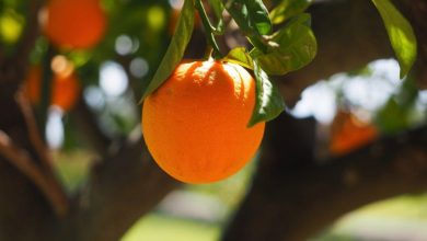 Orange : l'étonnante histoire de cet agrume