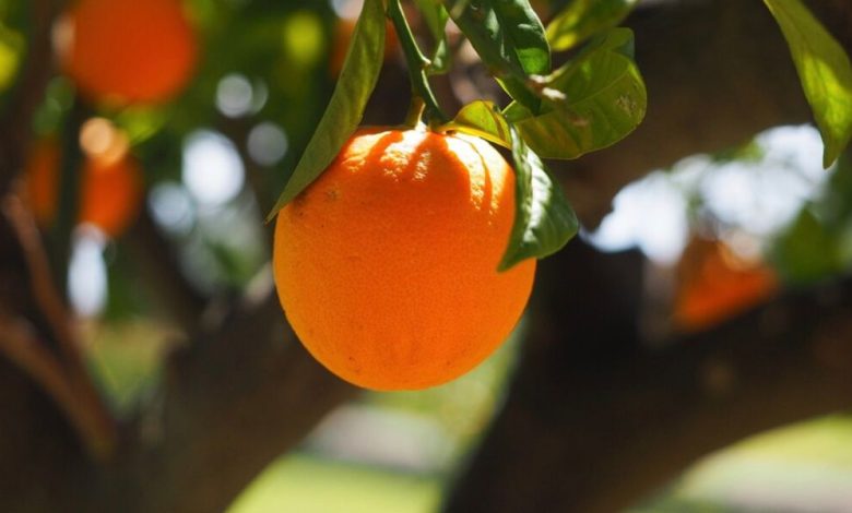 Orange : l'étonnante histoire de cet agrume