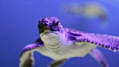 "Grosse amende" sur un restaurant français à cause des tortues de mer