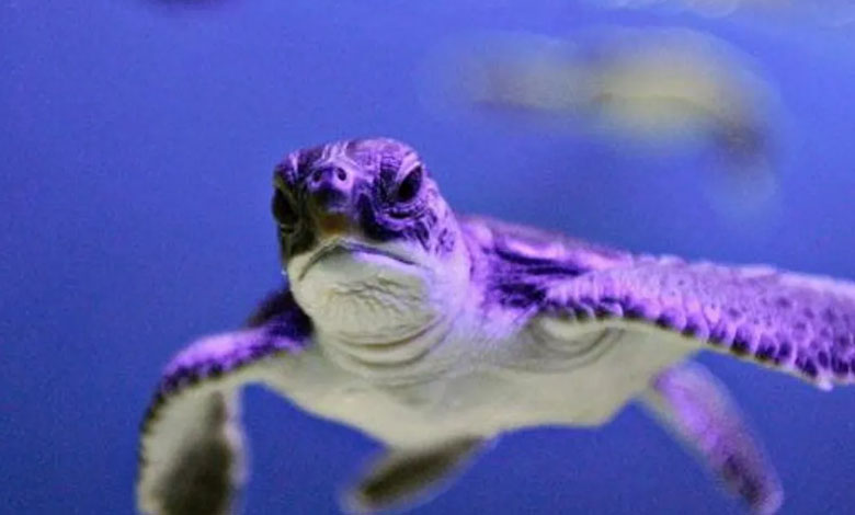 "Grosse amende" sur un restaurant français à cause des tortues de mer