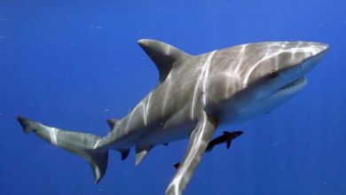 Attaque d'un requin qui laisse un homme disparu