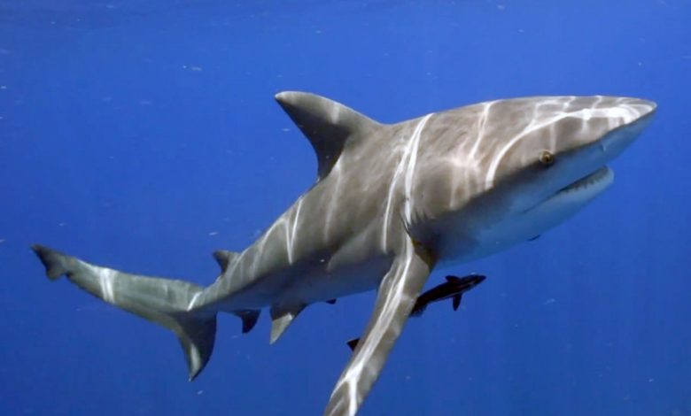 Attaque d'un requin qui laisse un homme disparu