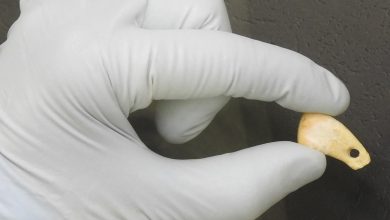 Des informations intéressantes ont été révélées grâce à l'analyse de l'ADN trouvé sur un pendentif en os datant de 20 000 ans