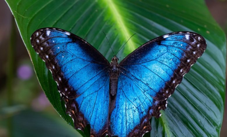 La découverte de Morpho amazonica - un papillon éblouissant révèle la richesse de la biodiversité en Amazonie