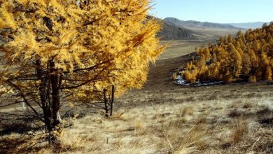 Les arbres des zones arides risquent l'aridification climatique - Etude