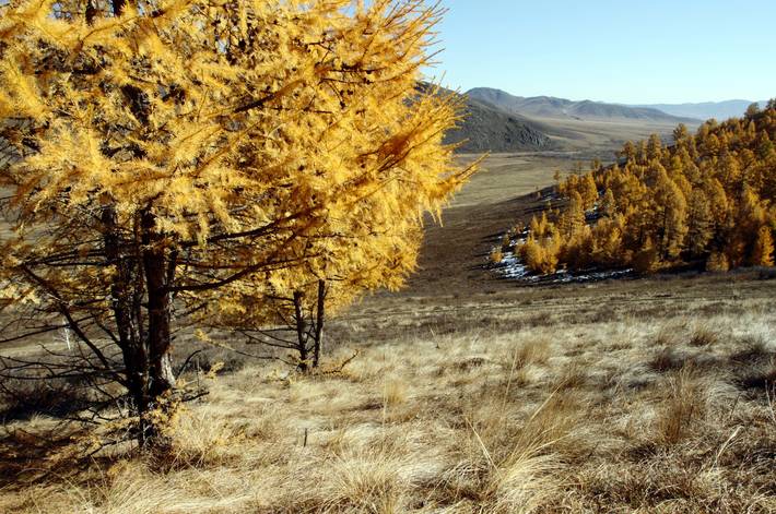 Les arbres des zones arides risquent l'aridification climatique - Etude