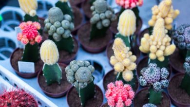 Les bienfaits de l'aloe vera dans différentes cultures et pays