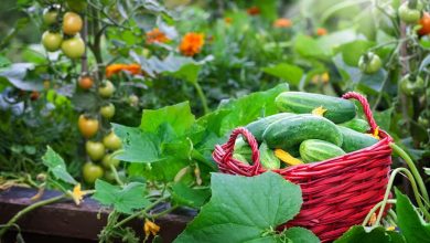 Quelles combinaisons de fruits et légumes planter ensemble au potager ?