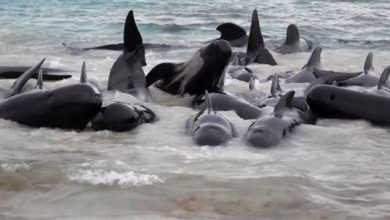 Des dizaines de globicéphales échoués sur une plage en Australie