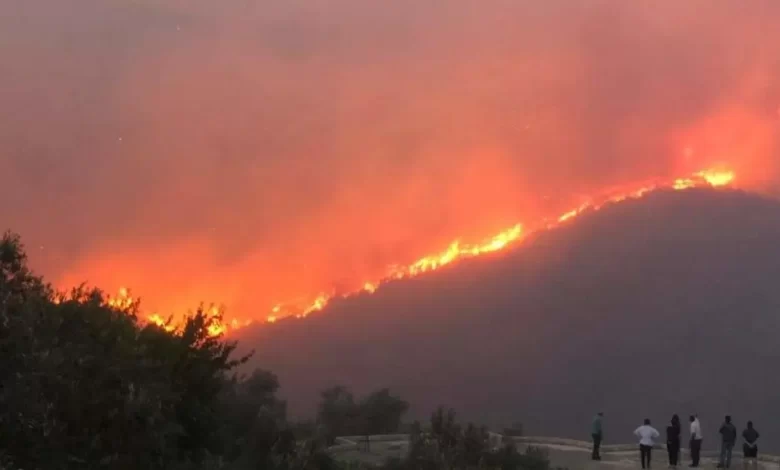 La crise des incendies de forêt en Syrie menace le destin des agriculteurs