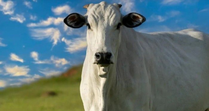 Prix de plusieurs millions de dollars... Voici les caractéristiques de la Vache la plus chère au monde