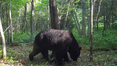 Après 4 ans de Poursuite, le Tueur de Bétail Ours Abattu au Japon 