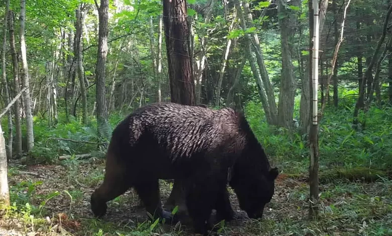 Après 4 ans de Poursuite, le Tueur de Bétail Ours Abattu au Japon 