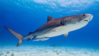 Attaque de Requin Terrifie New York… Femme en « État Critique »