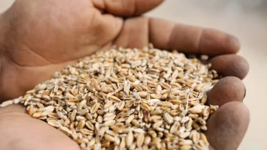 Institut de recherche néerlandais réfute la crise d'approvisionnement alimentaire menaçant plusieurs pays arabes