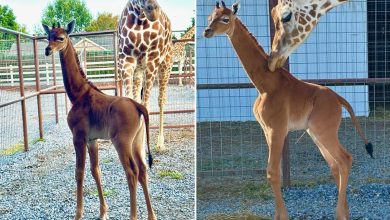 La Seule au Monde avec Cette Apparence - Naissance d'une Girafe Non Tachetée 