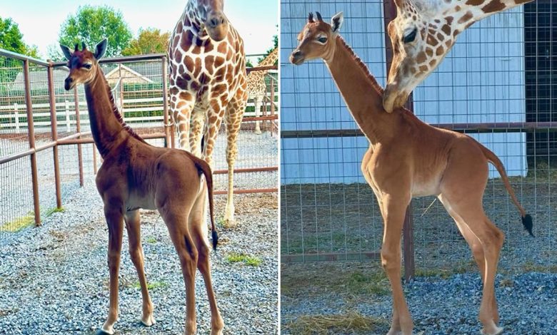 La Seule au Monde avec Cette Apparence - Naissance d'une Girafe Non Tachetée 