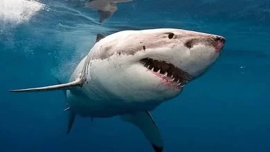 Ne Vivent pas dans la Rivière... Des Requins Morts Terrifient les Habitants d'un État Américain